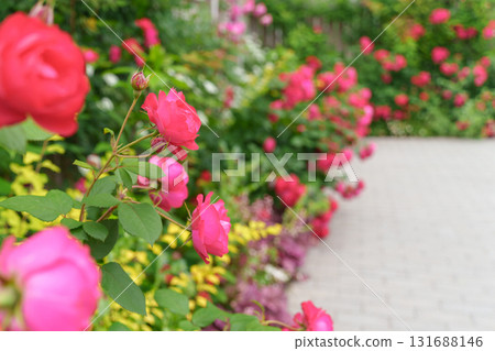 盛開著粉紅玫瑰的花園(神奈川縣綾瀨市廣陵公園綾瀨玫瑰園) 盛開著粉紅玫瑰的花園(神奈川縣綾瀨市廣陵公園綾瀨玫瑰園) 131688146