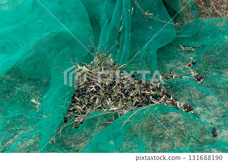 Ancient Ritual: Handpicked Mediterranean Olive Harvest Ancient Ritual: Handpicked Mediterranean Olive Harvest 131688190
