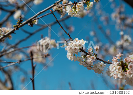 Cherry Blossom Tranquility: Butterfly Perched in Soft Light Cherry Blossom Tranquility: Butterfly Perched in Soft Light 131688192