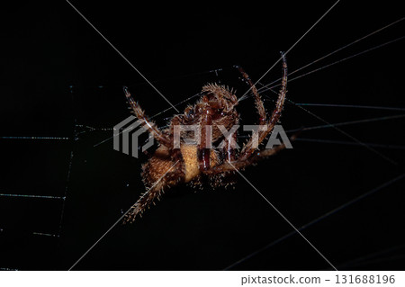 Spider Suspended In Silk Web Spider Suspended In Silk Web 131688196