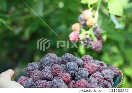 Hand and bowl full of purple raspberries, lat. Rubus hybridus Glen Coe in the garden Hand and bowl full of purple raspberries, lat. Rubus hybridus Glen Coe in the garden 131688262