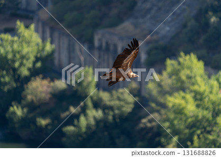 Majestic Vulture Soaring Over Lush Green Forest 131688826
