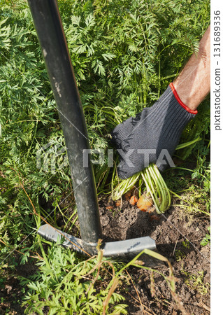 Harvesting fresh carrots from garden soil with gloved hand Close-up Harvesting fresh carrots from garden soil with gloved hand Close-up 131689336