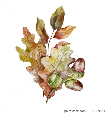 Watercolor illustration autumn oak leaves in brown, yellow, and green tones with acorns, painted in a realistic botanical style. for fall-themed packaging, decor, stationery and seasonal products. 131689431