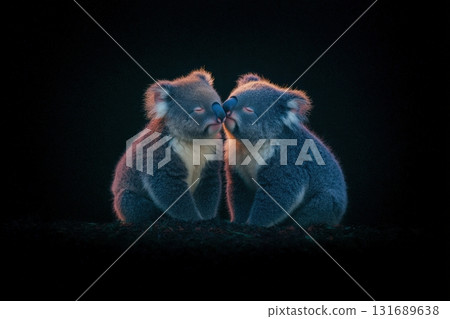 Cute koalas nuzzle each other lovingly in a quiet forest setting during twilight hours Cute koalas nuzzle each other lovingly in a quiet forest setting during twilight hours 131689638