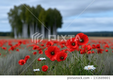 Vibrant red poppies bloom in a serene field near birch trees on a cloudy day 131689801