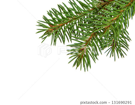 Christmas tree isolated. Green spruce branch 131690291