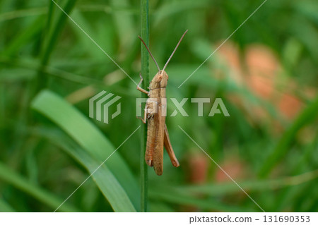 Tiny grasshopper perched on a grass stalk during daytime Tiny grasshopper perched on a grass stalk during daytime 131690353