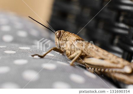 Grasshopper rests quietly on a dotted fabric surface 131690354