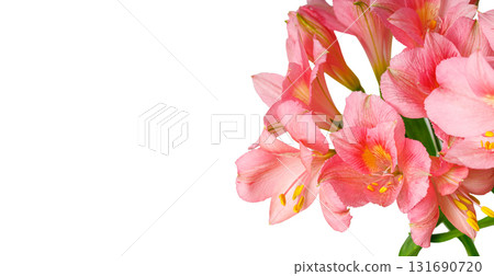 pink alstroemeria flower, Lily of the Incas, in vase on isolated white background pink alstroemeria flower, Lily of the Incas, in vase on isolated white background 131690720