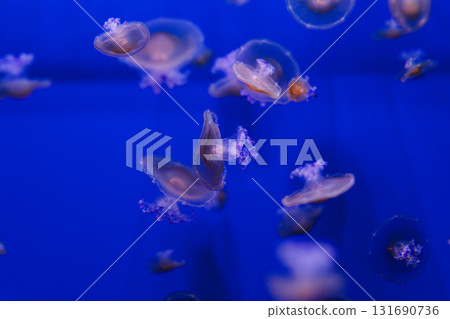 underwater photos of Mediterranean jellyfish, Cotylorhiza tuberculata underwater photos of Mediterranean jellyfish, Cotylorhiza tuberculata 131690736