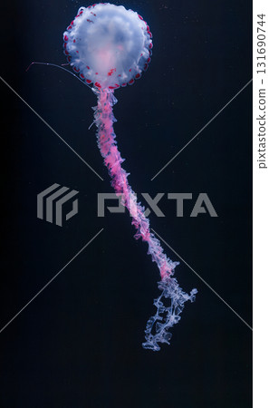 underwater photos of purple striped jelly chrysaora colorata underwater photos of purple striped jelly chrysaora colorata 131690744