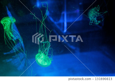underwater photography jellyfish Chrysaora chinensis, Malaysian sea nettle jellyfish 131690813