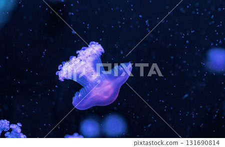 underwater photography jellyfish Cotylorhiza tuberculata, Mediterranean jellyfish 131690814