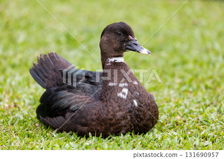 Muscovy duck (Cairina moschata), Barigui Park municipal park, Curitiba, Parana, Brazil. Brazilian birdwatching and wildlife. 131690957