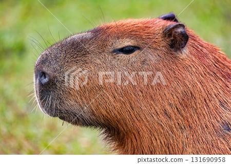 Capybara (Hydrochoerus hydrochaeris) in Barigui Park, Curitiba municipal park, Parana. Brazil. Brazilian wildlife. 131690958