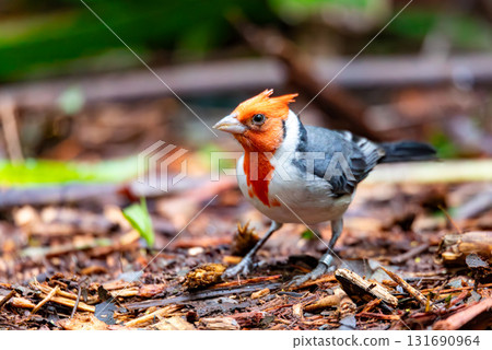Red-crested cardinal (Paroaria coronata), Parque Das Aves, Foz do Iguacu, Parana, Brazil. Brazilian wildlife and birdwatching. Red-crested cardinal (Paroaria coronata), Parque Das Aves, Foz do Iguacu, Parana, Brazil. Brazilian wildlife and birdwatching. 131690964