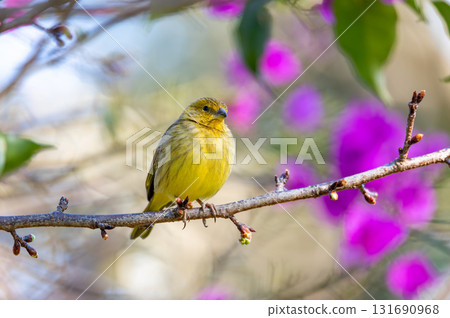 Saffron finch (Sicalis flaveola), Itaiacoca, Ponta Grosa, Parana Brazil. Brazilian wildlife and birdwatching. 131690968