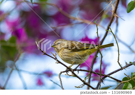 Saffron finch (Sicalis flaveola) juvenile, Itaiacoca, Ponta Grosa, Parana Brazil. Brazilian wildlife and birdwatching. 131690969