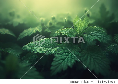 Dew-Kissed Nettle Patch: A Close-Up of Verdant Foliage in Soft L 131691803