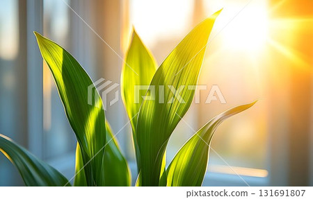Sunlit Houseplant Leaves Basking in Golden Hour Light 131691807