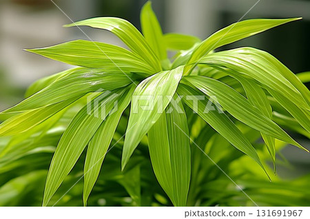 Vibrant green leaves of a Dracaena plant, illuminated by soft, n 131691967