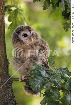 Young tawny owl - Strix aluco sin on the branch in leaves of a tree 131692441