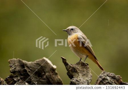 Common redstart perched on branch of tree branch (Phoenicurus phoenicurus). Beautiful bird perched on branch of tree in the forest. Wildlife in nature. Czech republic Common redstart perched on branch of tree branch (Phoenicurus phoenicurus). Beautiful bird perched on branch of tree in the forest. Wildlife in nature. Czech republic 131692443