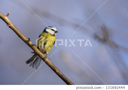 Eurasian Blue Tit perched on branch with colorful background. Cyanistes caeruleus looking for food on blurred bright spring colored background In garden 131692444
