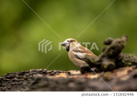 Hawfinch (Coccothraustes coccothraustes) perched on branch. A close-up of a hawfinch perched on a branch with nice background in springtime, Czech republic 131692446