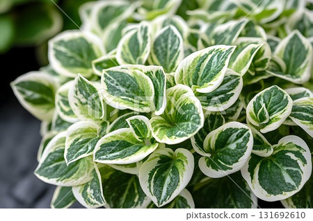 Variegated Vinca Minor: A Close-Up of Evergreen Foliage with Cre 131692610