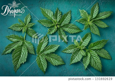 Fresh Green Nettle Leaves Arranged on a Textured Teal Surface, T 131692619