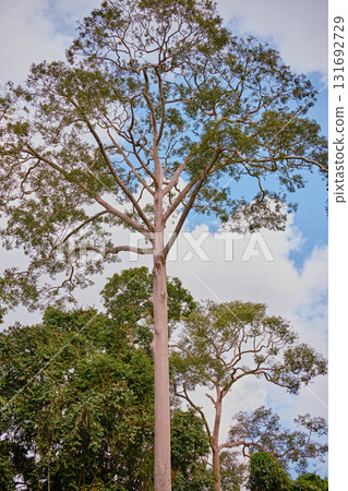 Sepilok, Sabah, Malaysia - Jan 2025: Forest canopy Sky Walk at the Rainforest Discovery Centre in Sepilok. 131692729