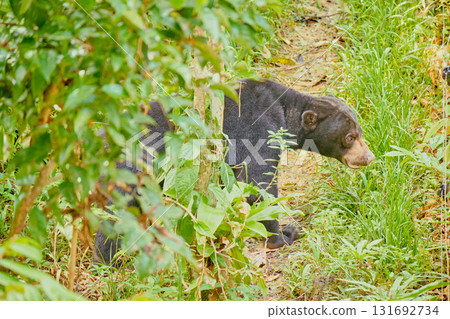 Sun Bear at Bornean Sun Bear Conservation Centre in Sandakan Borneo 131692734