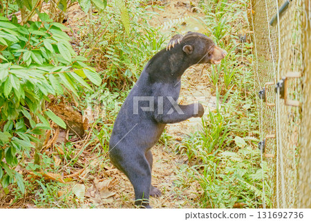 Sun Bear at Bornean Sun Bear Conservation Centre in Sandakan Borneo 131692736
