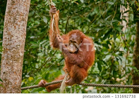 Orangutan spotted in the rainforest of Borneo Island of Malaysia. Orangutan spotted in the rainforest of Borneo Island of Malaysia. 131692738