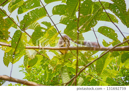 Sepilok, Sabah, Malaysia - Jan 2025: Forest canopy Sky Walk at the Rainforest Discovery Centre in Sepilok. 131692739
