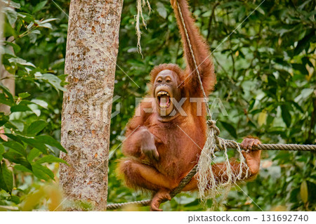 Orangutan spotted in the rainforest of Borneo Island of Malaysia. 131692740