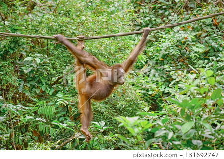Orangutan spotted in the rainforest of Borneo Island of Malaysia. 131692742