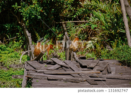 Proboscis Monkey in Borneo rainforest Sandakan Malaysia. Long-nosed monkey. It is endemic to Borneo. Proboscis Monkey in Borneo rainforest Sandakan Malaysia. Long-nosed monkey. It is endemic to Borneo. 131692747