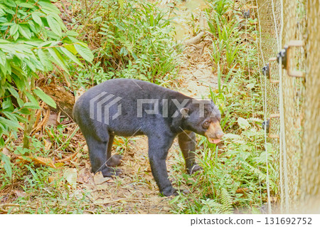 Sun Bear at Bornean Sun Bear Conservation Centre in Sandakan Borneo Sun Bear at Bornean Sun Bear Conservation Centre in Sandakan Borneo 131692752