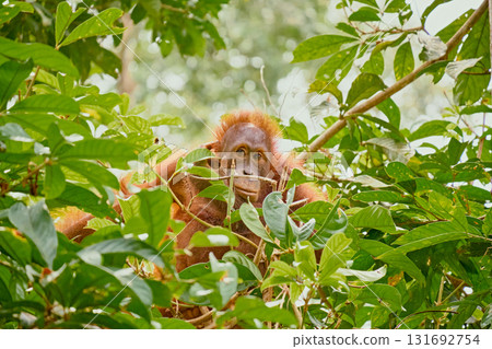 Orangutan spotted in the rainforest of Borneo Island of Malaysia. 131692754