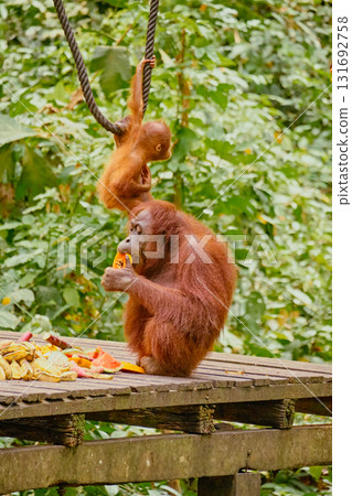 Orangutan spotted in the rainforest of Borneo Island of Malaysia. Orangutan spotted in the rainforest of Borneo Island of Malaysia. 131692758