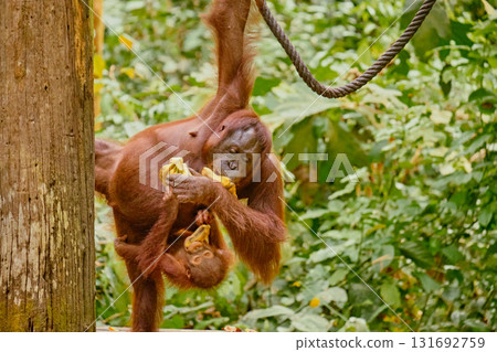 Orangutan spotted in the rainforest of Borneo Island of Malaysia. Orangutan spotted in the rainforest of Borneo Island of Malaysia. 131692759