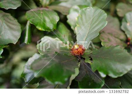 Acorn of oak 131692782