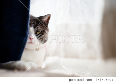 Cat watching through the gap in the curtains Cat watching through the gap in the curtains 131693295