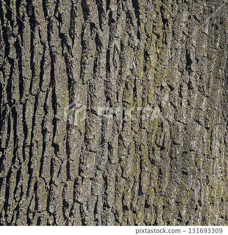 Vector illustration of a close-up of rough oak bark texture. Natural pattern, vertical background details 131693309