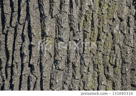 Vector illustration of a close-up of rough oak bark texture. Natural pattern, vertical background details 131693310