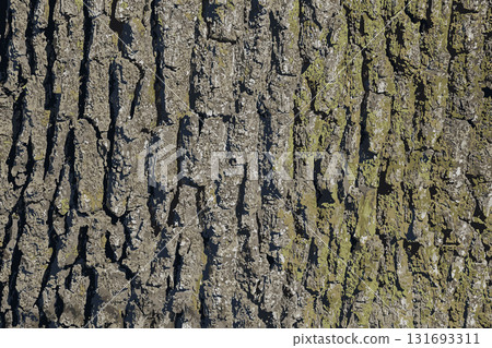 Vector illustration of a close-up of rough oak bark texture. Natural pattern, vertical background details Vector illustration of a close-up of rough oak bark texture. Natural pattern, vertical background details 131693311