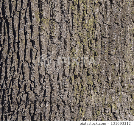 Vector illustration of a close-up of rough oak bark texture. Natural pattern, vertical background details 131693312